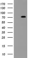 NUB1 Antibody (clone OTI1B7)