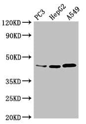 Polyclonal Rabbit anti-Human DNMT3L Antibody (IF)