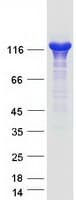 Human TPP2 Protein (Recombinant Myc-DDK (Flag))