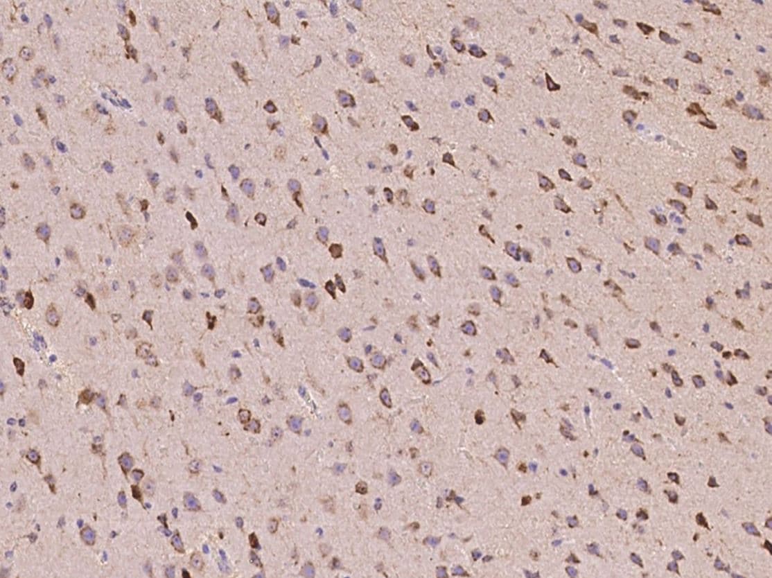 Polyclonal Rabbit anti-Mouse Neuroserpin Antibody (IHC, WB)