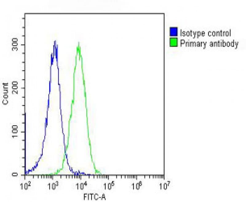 Polyclonal Rabbit anti-Human RPS4X Antibody (C-Terminus, WB)