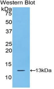 S100A10 Antibody (aa1-97)