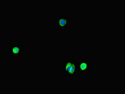 WAC Antibody