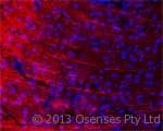 MAP2 Antibody (aa350-400)