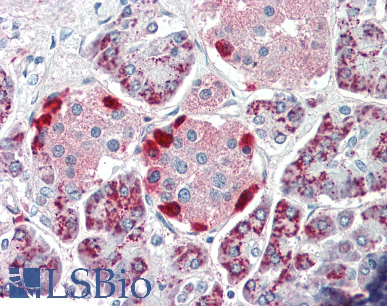 IHC-plus™ Polyclonal Goat anti-Human PEBP4 Antibody (aa210-223, IHC, WB)