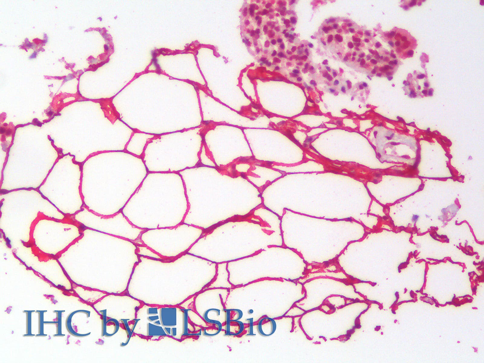 Polyclonal Goat anti-Mouse PLIN4 / S3-12 Antibody (Internal Region, IHC, WB)