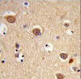 AIFM1 / AIF / PDCD8 Antibody (aa70-98)