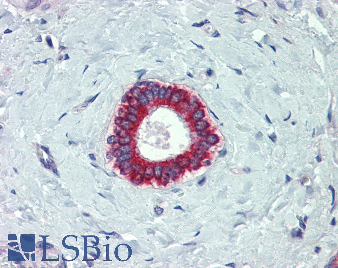 IHC-plus™ BAK1 / BAK Antibody