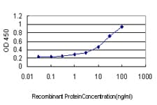 Monoclonal Mouse anti-Human MAZ Antibody (clone 3D2, IF, WB)
