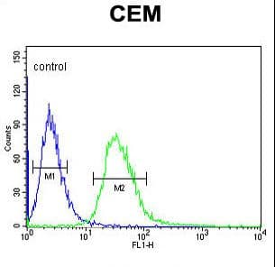 TSPAN7 / CD231 Antibody (aa98-124)