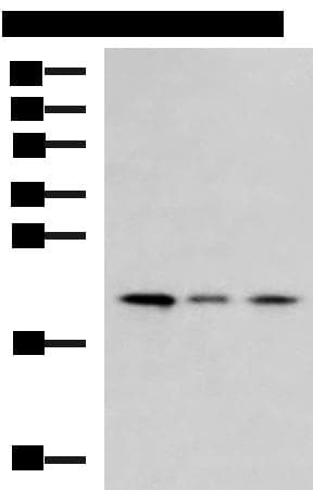 MRPL22 Antibody