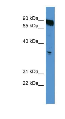 OR2K2 Antibody (aa239-288)