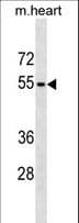 RHCG Antibody (aa184-213)
