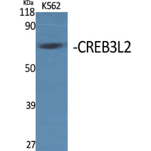 CREB3L2 / BBF2H7 Antibody (240-320 aa, Internal)