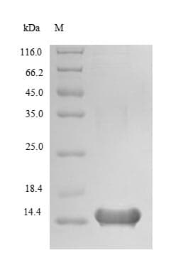 Human LCE3A Protein (Recombinant 6His, N-terminus)
