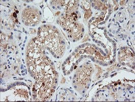KLK8 / Kallikrein 8 Antibody (clone OTI1H6)