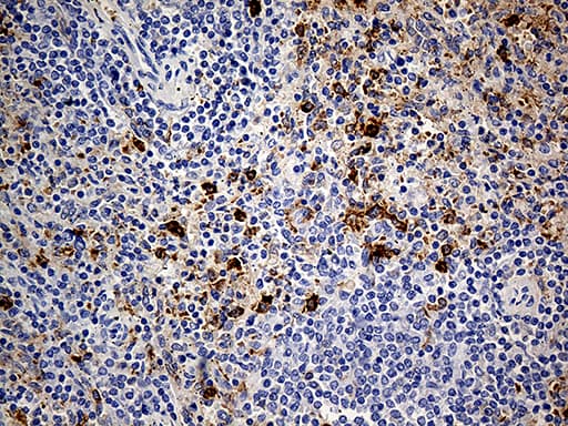 CD14 Antibody (aa20-87, clone OTI9C7)