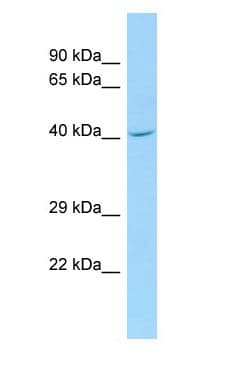 CDC42EP1 / CEP1 Antibody (aa47-96)
