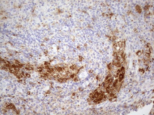 GRN / Granulin Antibody (aa327-593, clone OTI3H6, Carrier-free)