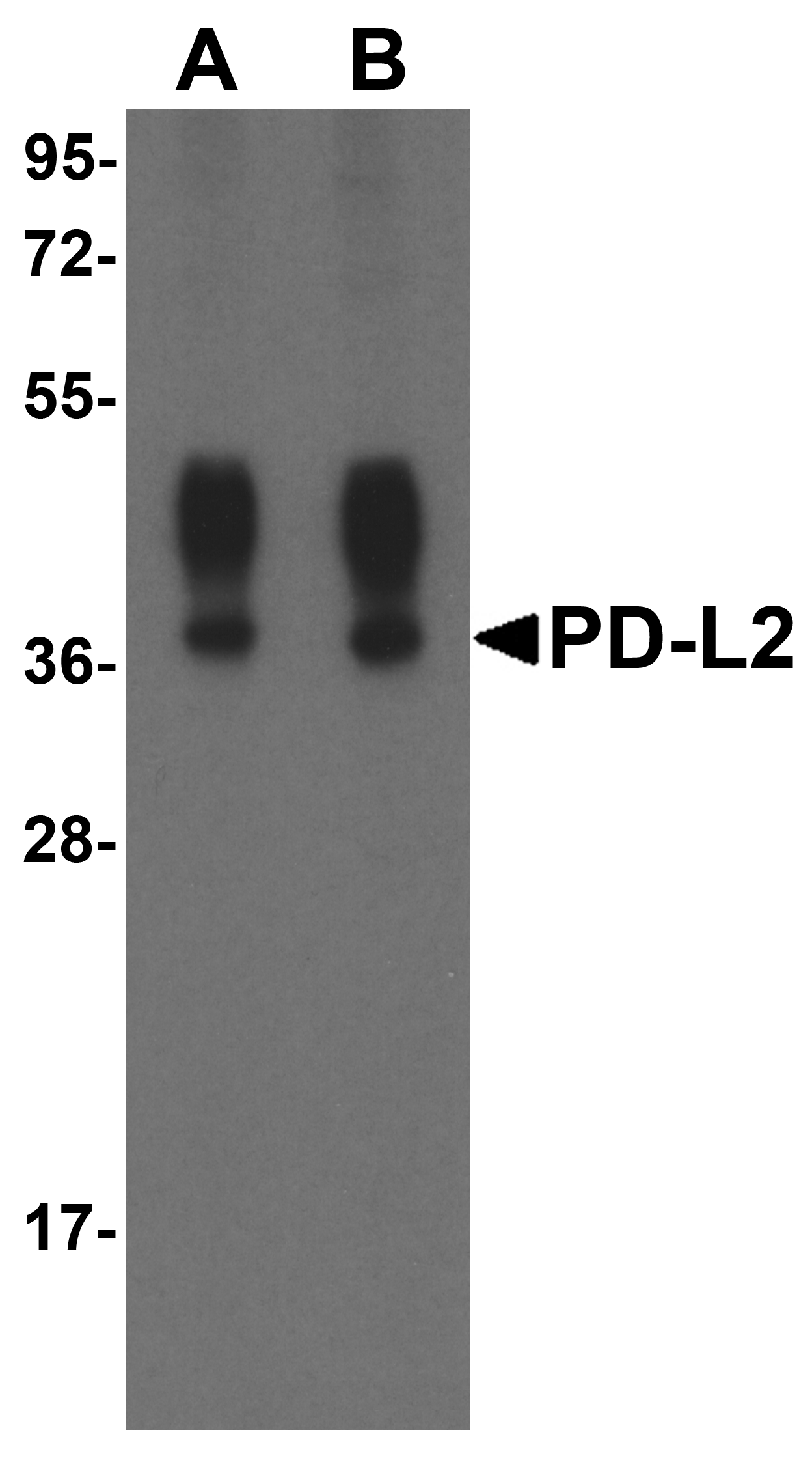 IHC-plus™ PD-L2 / PDCD1LG2 / CD273 Antibody (clone 8C12)