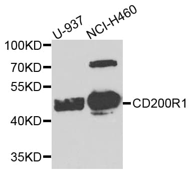 CD200R1 / CD200R Antibody