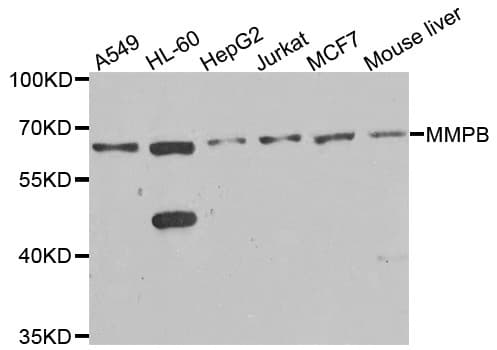 MMP8 Antibody