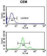 ASIC1 / ACCN2 Antibody (aa500-526)