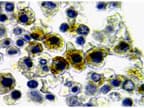 NALP1 / NLRP1 Antibody (aa1058-1077)
