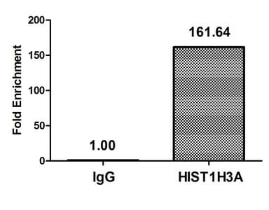 Polyclonal Rabbit anti-Human HIST1H3A Antibody (IHC, IF, WB)