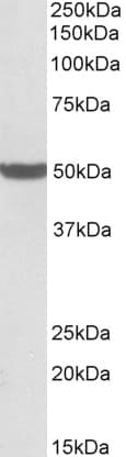 IHC-plus™ Polyclonal Goat anti-Human PTCD2 Antibody (aa214-226, IHC, WB)