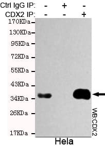 Monoclonal Mouse anti-Human CDX2 Antibody (WB)