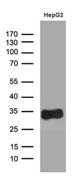 M-PST / STM Antibody (clone OTI2A9)