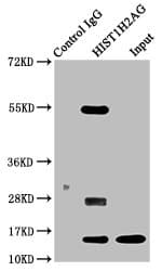 HIST1H2AI Antibody