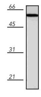 IHC-plus™ PDIA3 / ERp57 Antibody