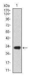 ABCG5 Antibody (aa300-500, clone 1B5E10)