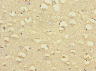 SLC24A1 / NCKX Antibody