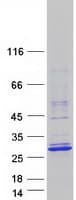 Human TCF23 Protein (Recombinant Myc-DDK (Flag))