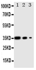 Polyclonal Rabbit anti-Human WNT2B Antibody (aa169-185, WB)