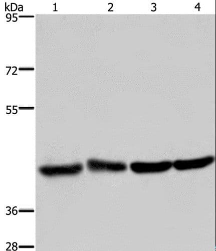 DRG1 / NEDD3 Antibody