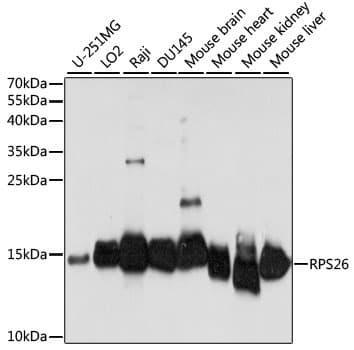 S26 / RPS26 Antibody