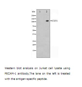 PECAM-1 / CD31 Antibody