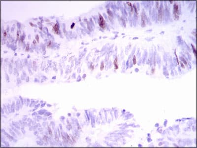 INCENP Antibody (clone 3D2)
