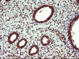UPRT Antibody (clone OTI3A3, Carrier-free)
