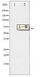 RAF1 / RAF Antibody