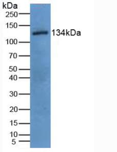 EGF Antibody (aa45-275, Biotin)