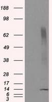 CISD1 Antibody (clone OTI4G3)