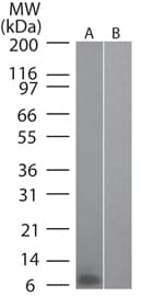 CCL20 / MIP-3-Alpha Antibody (clone IMG4N8C7)