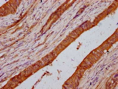 LMO7 Antibody
