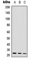POLR3H Antibody (C-Terminus)