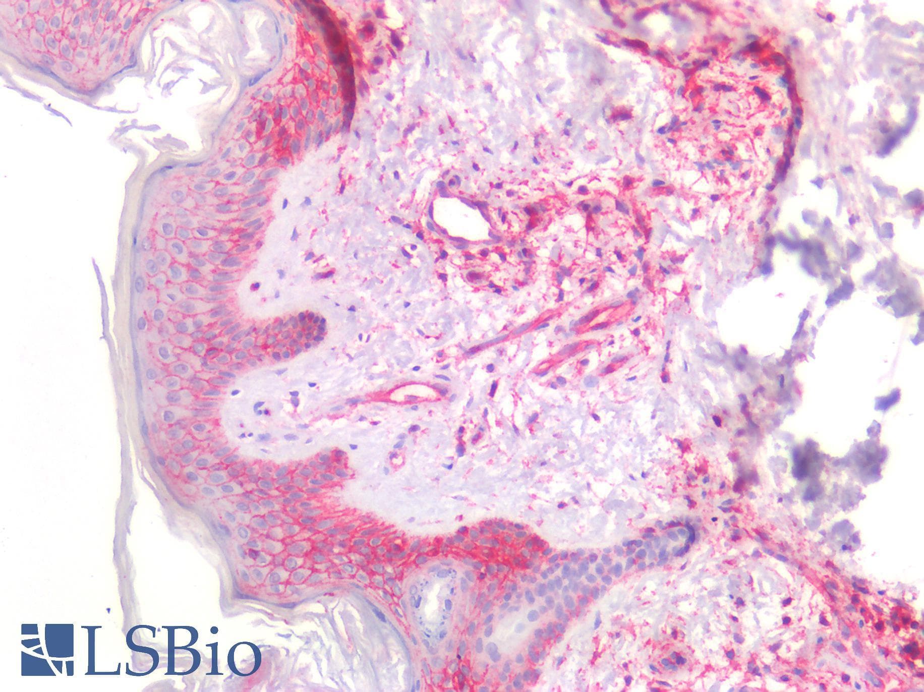 PathPlus™ B2M / Beta 2 Microglobulin Antibody (aa21-119, clone OTI1A7)